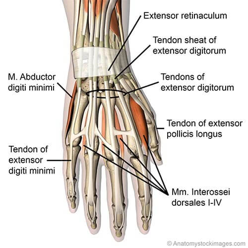 Medical Taping for thumb joint pain | THYSOL Australia